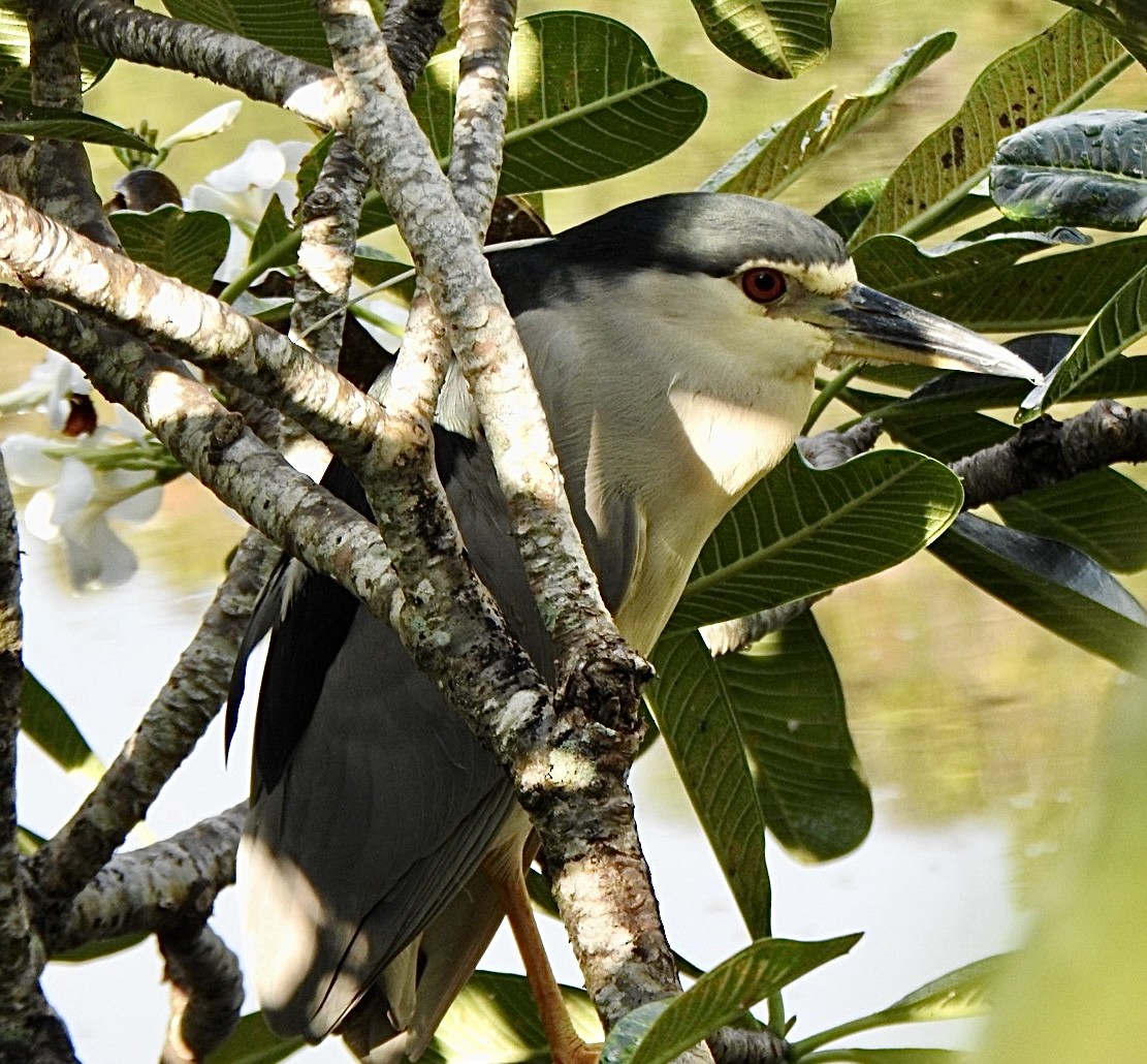 Black-crowned Night Heron - ML633265146