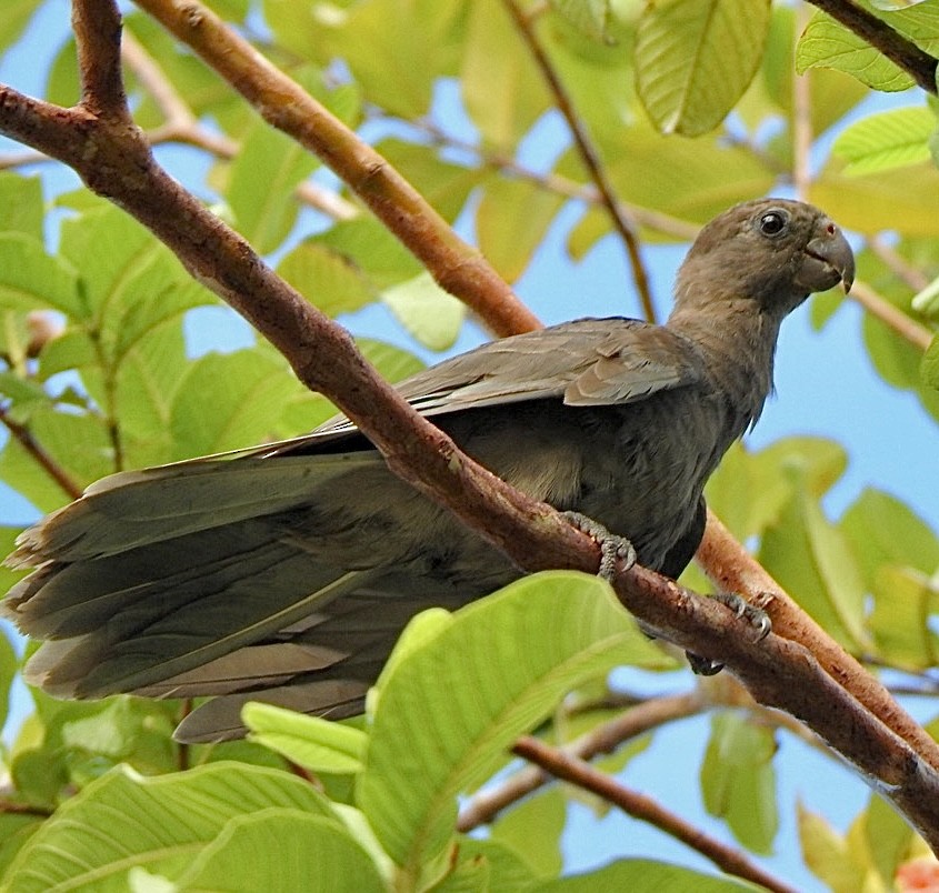 Seychelles Parrot - ML633265272