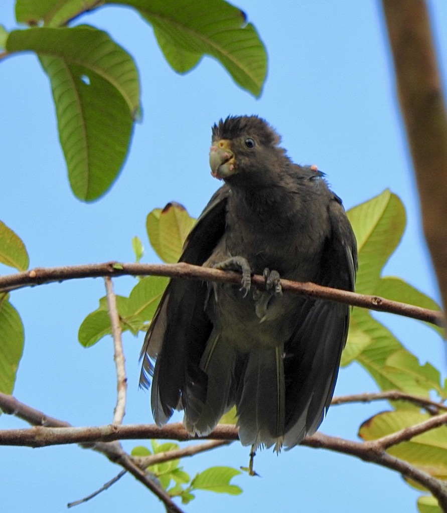 Seychelles Parrot - ML633265273