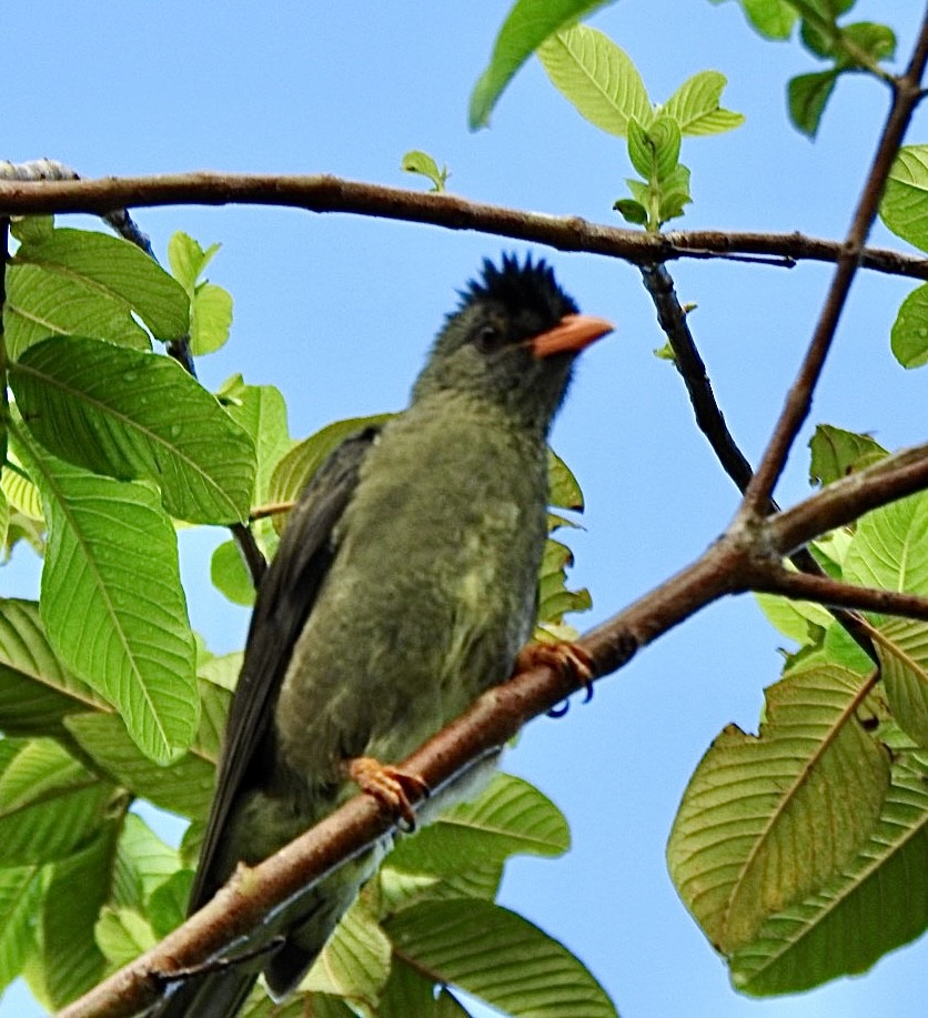 Seychelles Bulbul - ML633265275