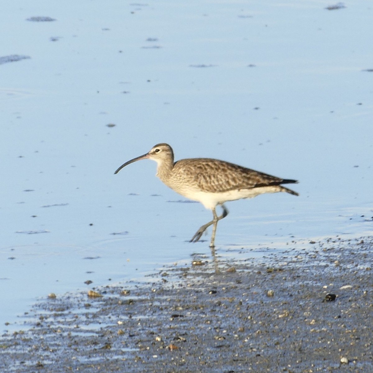 Whimbrel (Siberian) - ML633265305