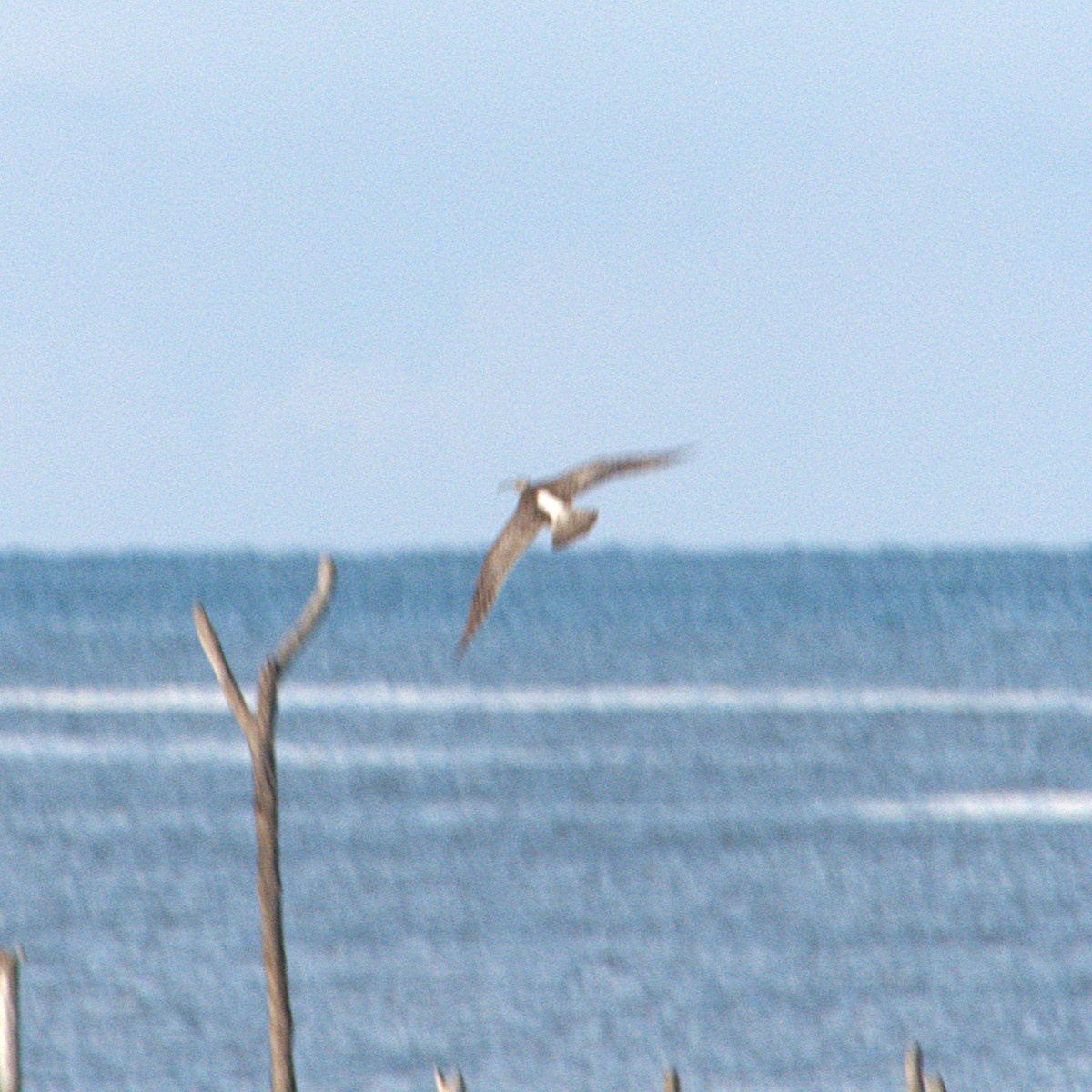 Whimbrel (Siberian) - ML633265306
