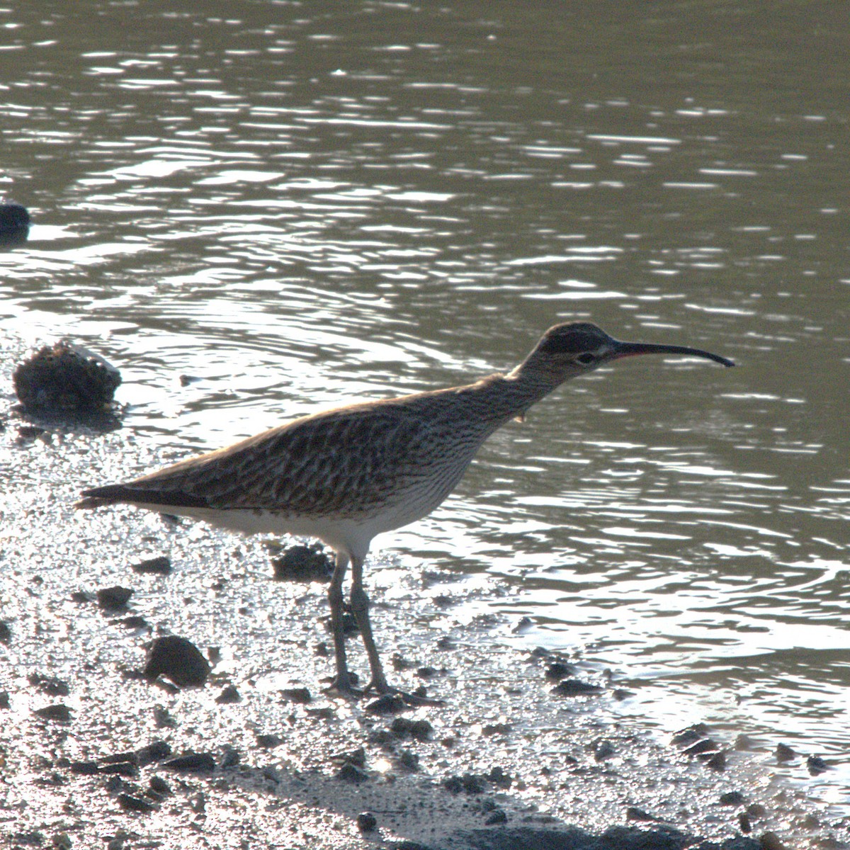 Whimbrel (Siberian) - ML633265307