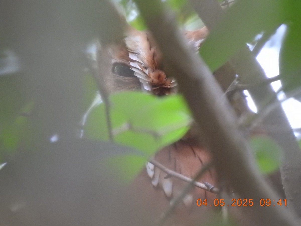 Eastern Screech-Owl - ML633265310