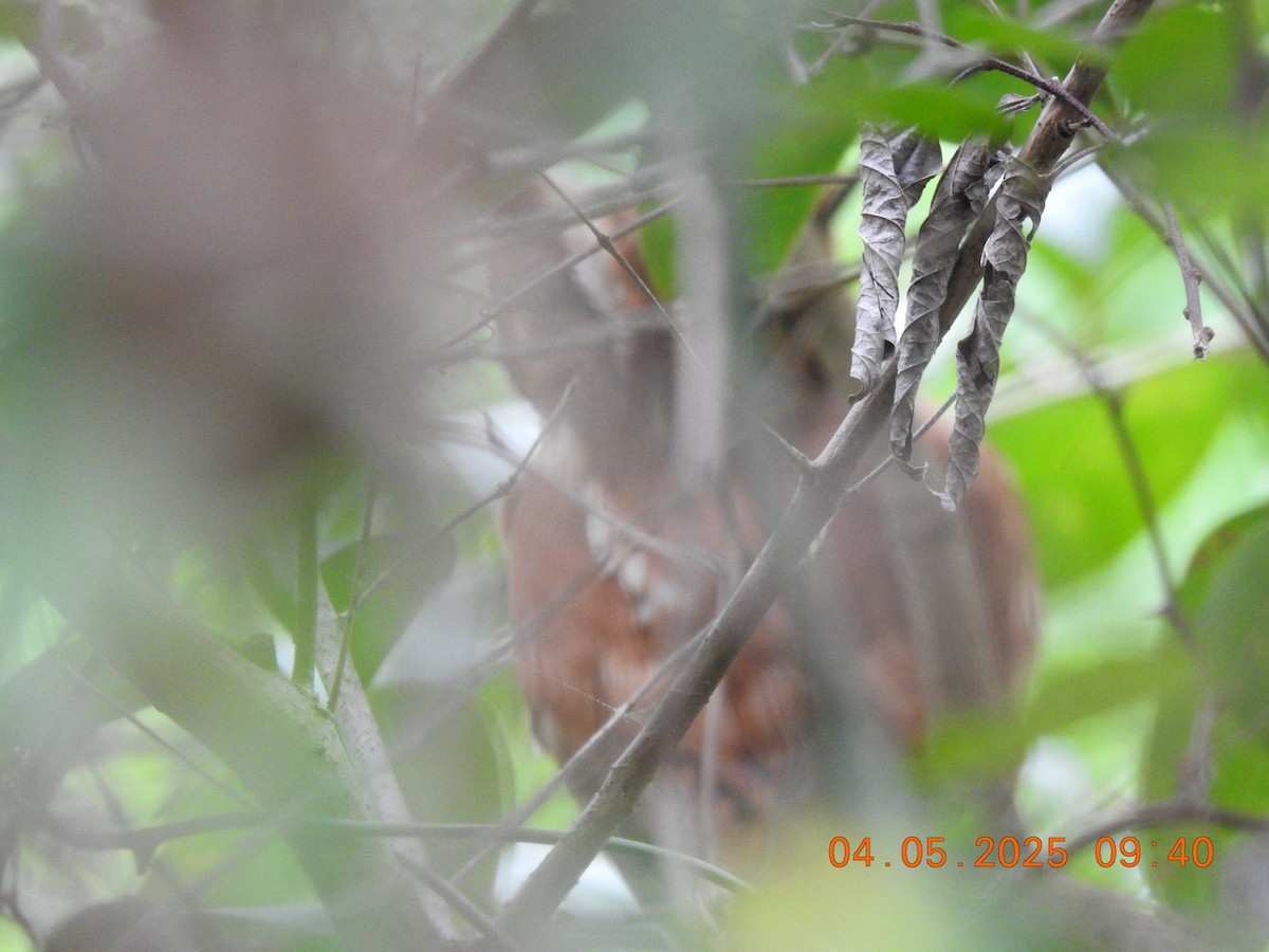 Eastern Screech-Owl - ML633265311