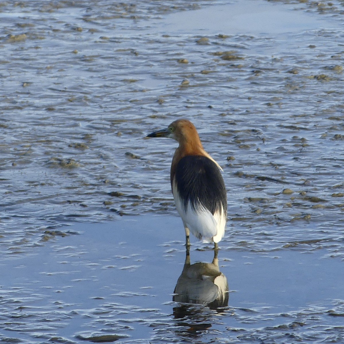 Javan Pond-Heron - ML633265332