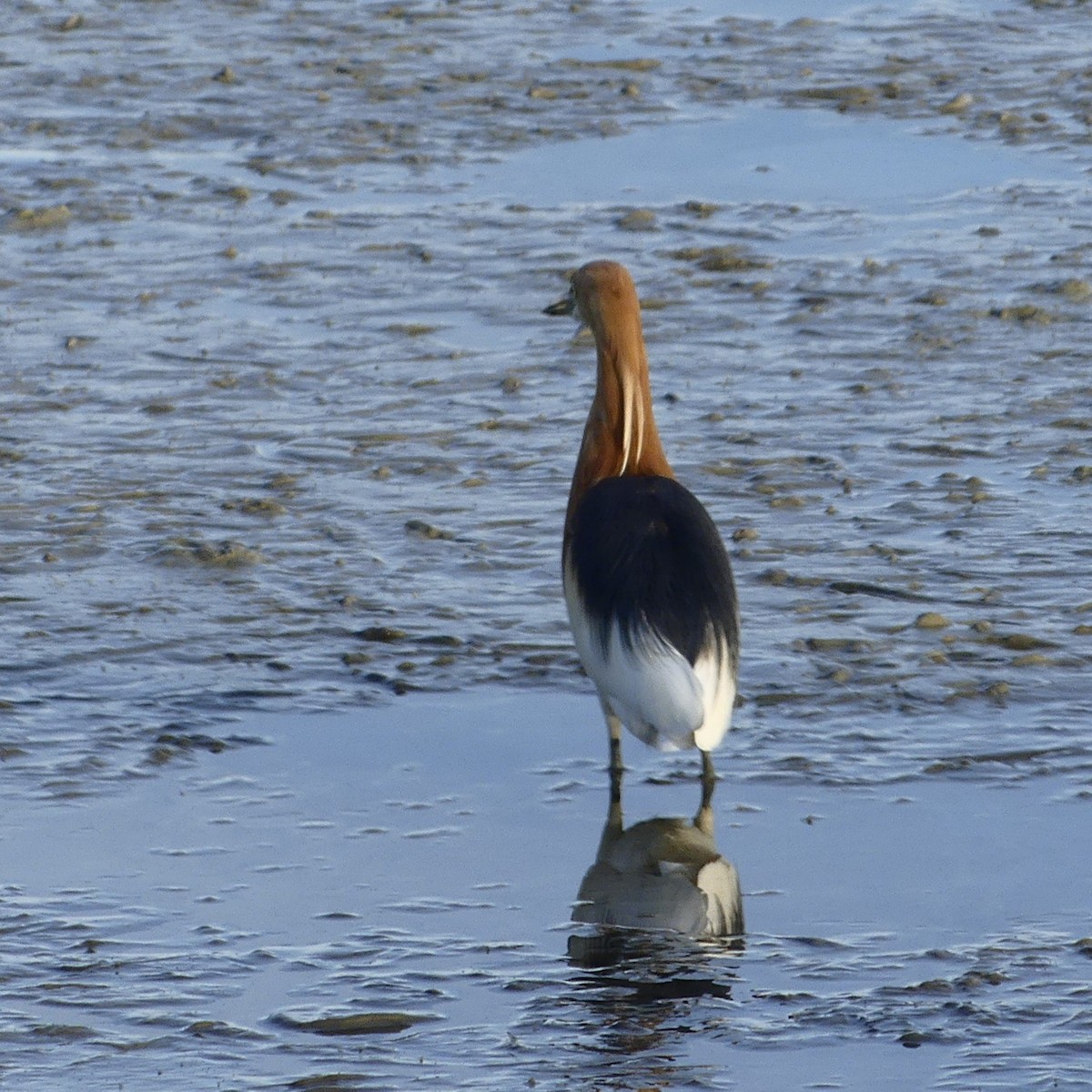 Javan Pond-Heron - ML633265333