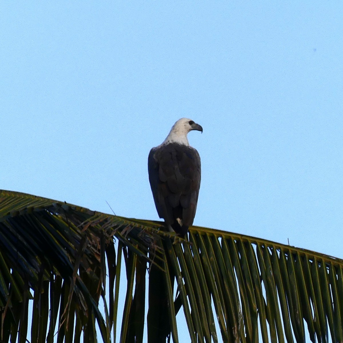 White-bellied Sea-Eagle - ML633265352