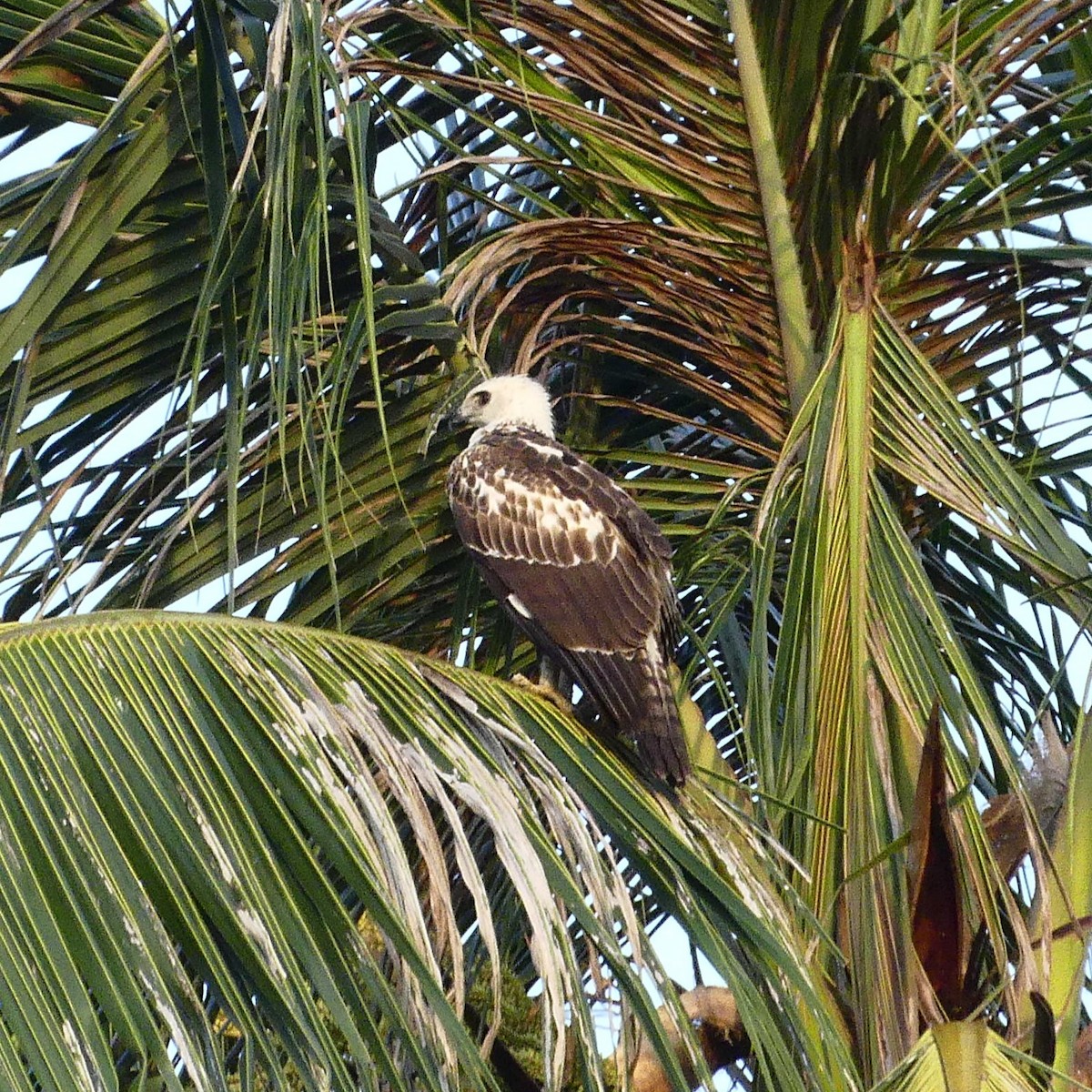 White-bellied Sea-Eagle - ML633265353
