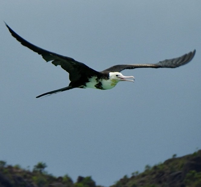 Rabihorcado Grande - ML633265360