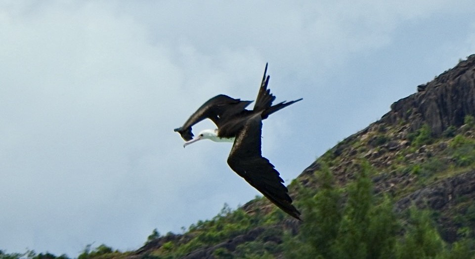 Rabihorcado Grande - ML633265361