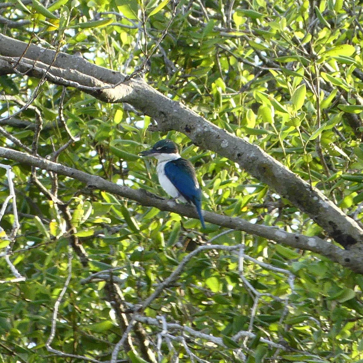 Collared Kingfisher - ML633265395
