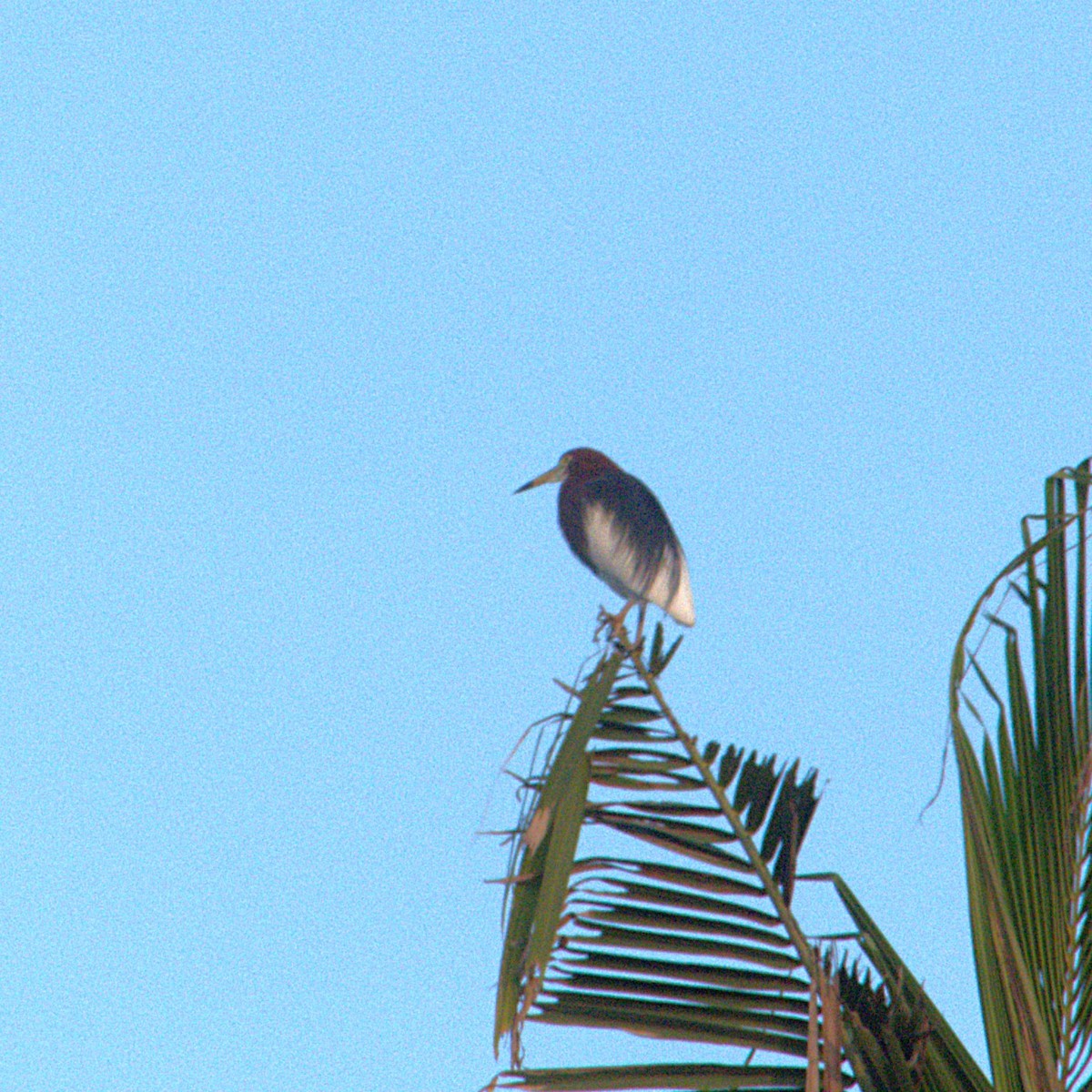 Chinese Pond-Heron - ML633265402