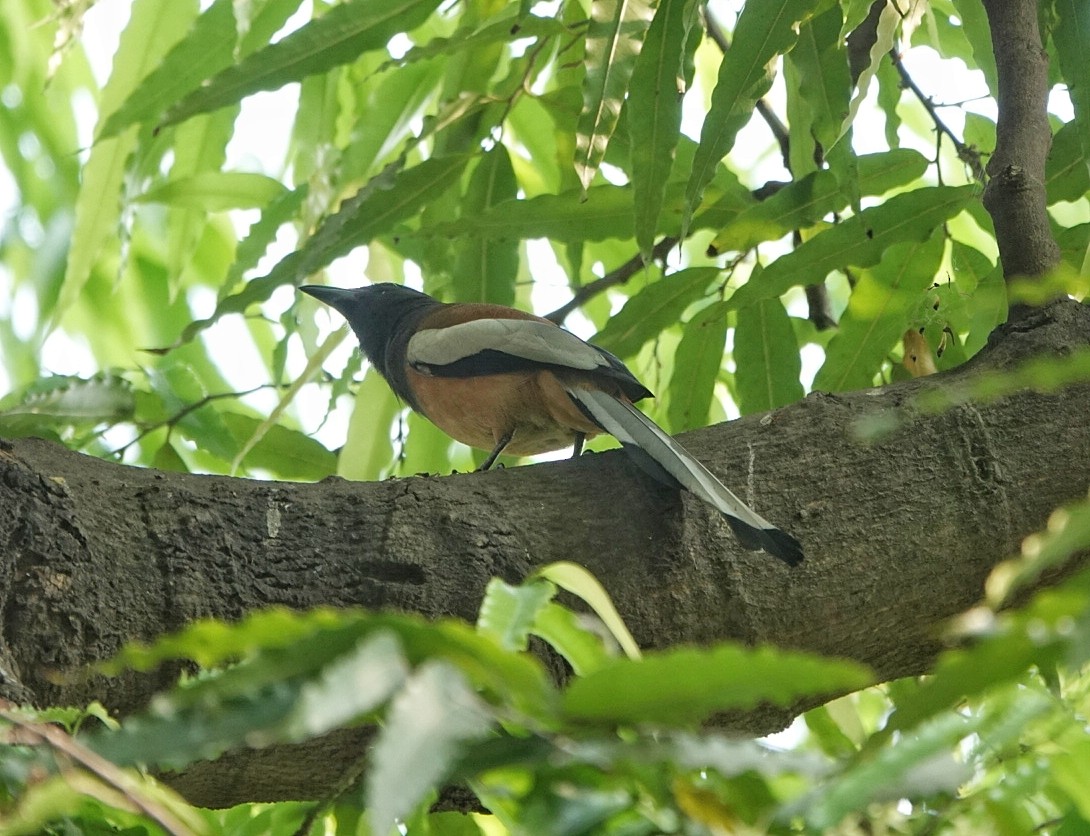 Rufous Treepie - ML633265420