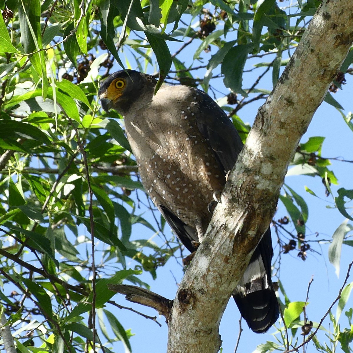 Crested Serpent-Eagle - ML633265441