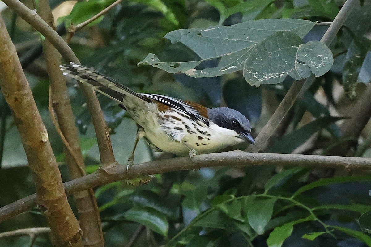 Crocias du Langbian - ML633265442