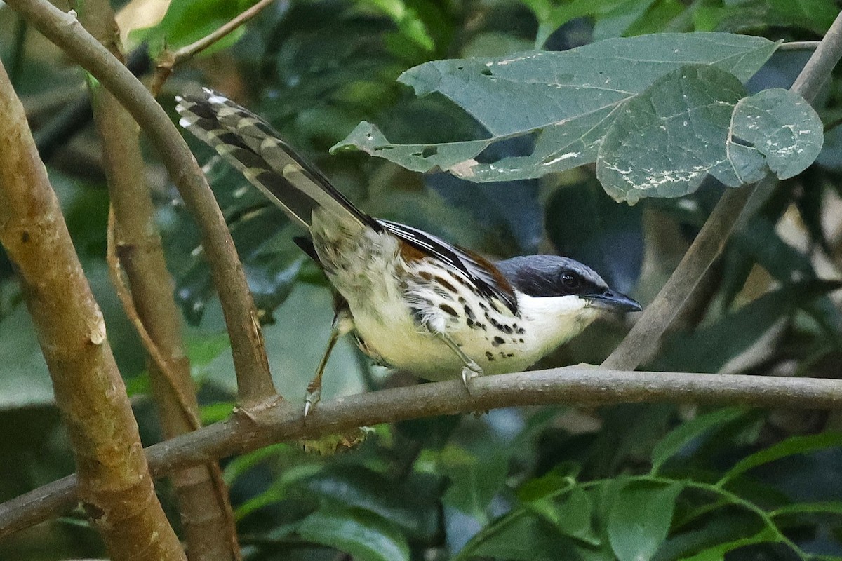 Crocias du Langbian - ML633265443