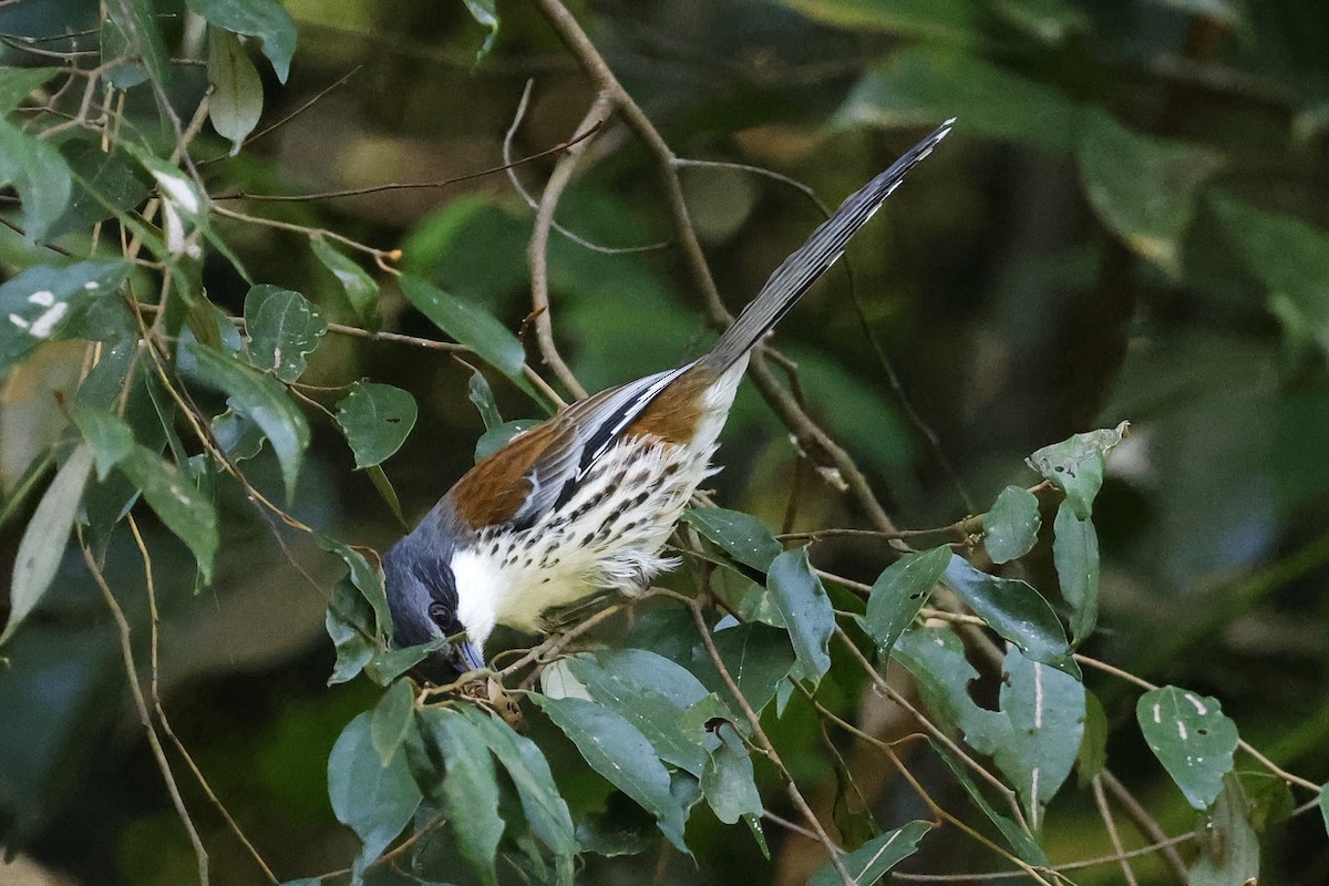 Crocias du Langbian - ML633265444