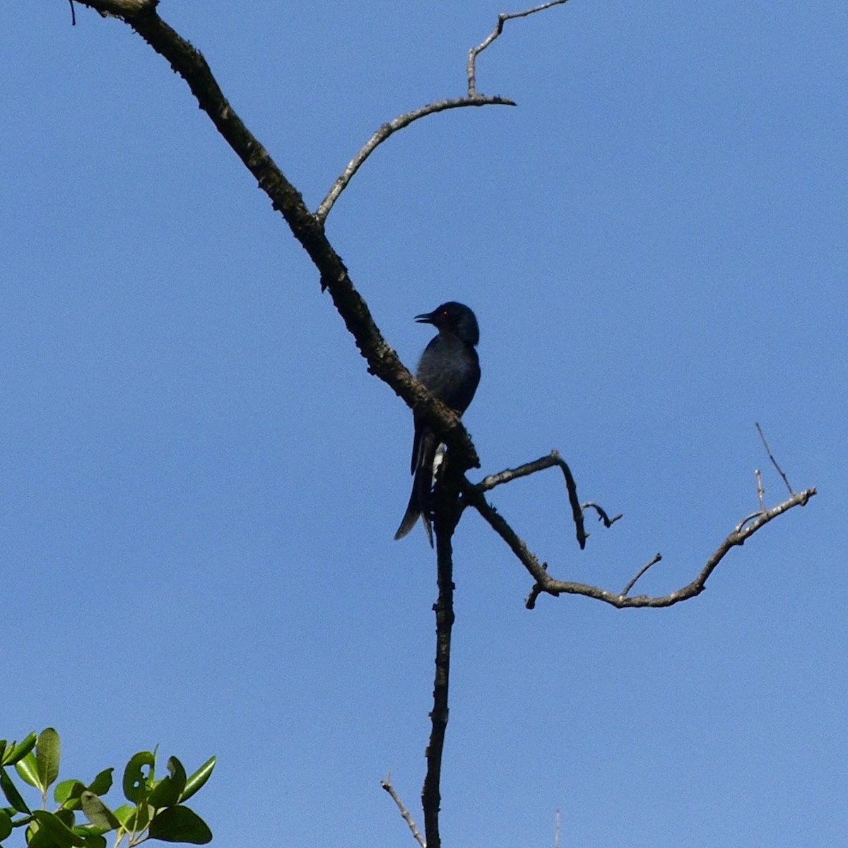 Black Drongo - ML633265451