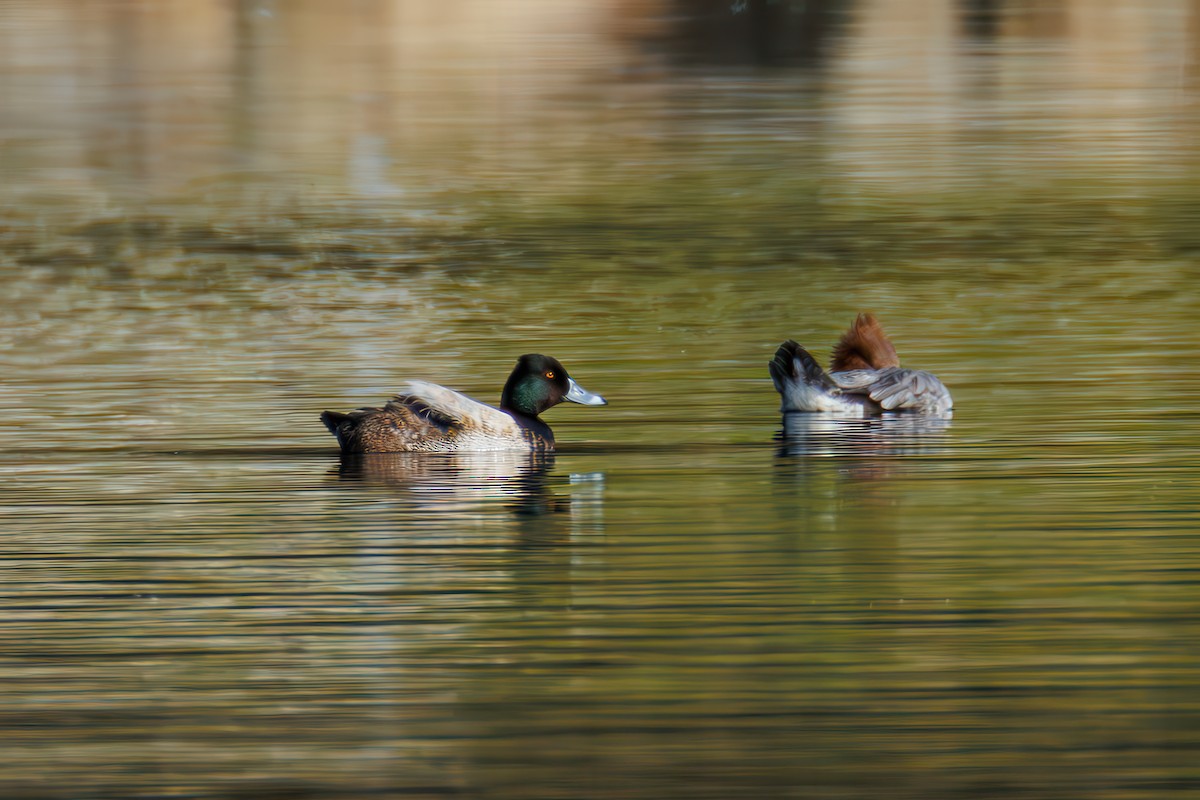 Ring-necked Duck x scaup sp. (hybrid) - ML633265624