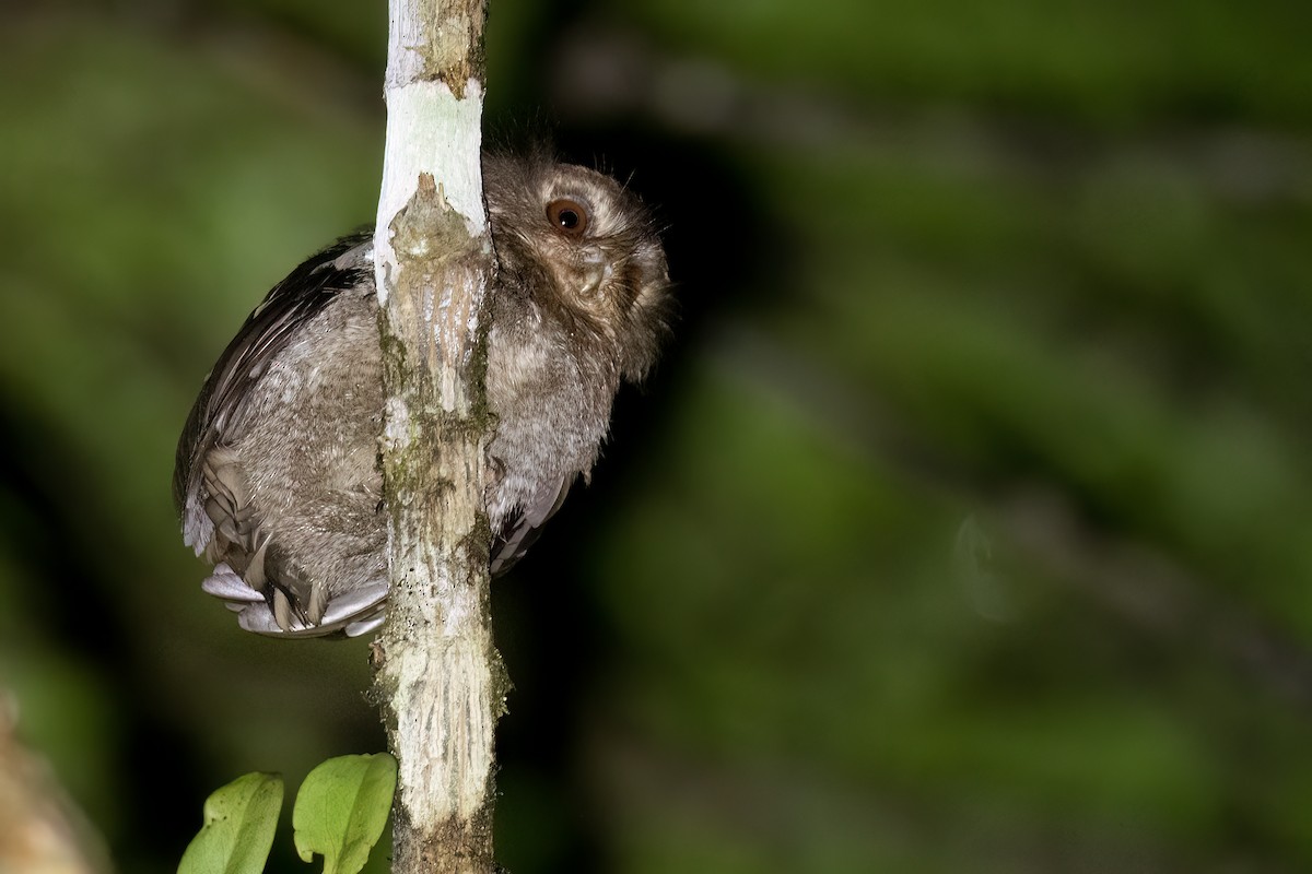 Long-whiskered Owlet - ML633265867