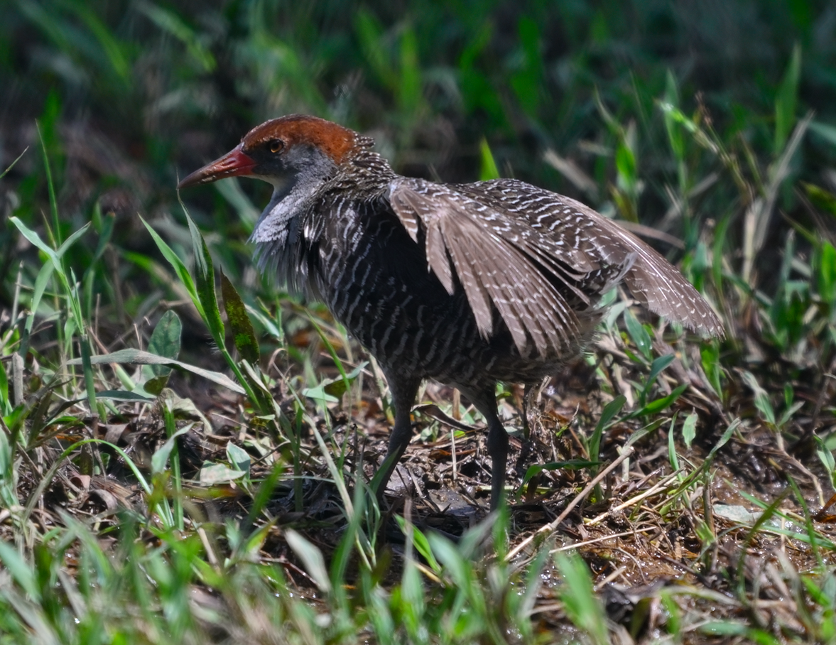 Slaty-breasted Rail - ML633265969