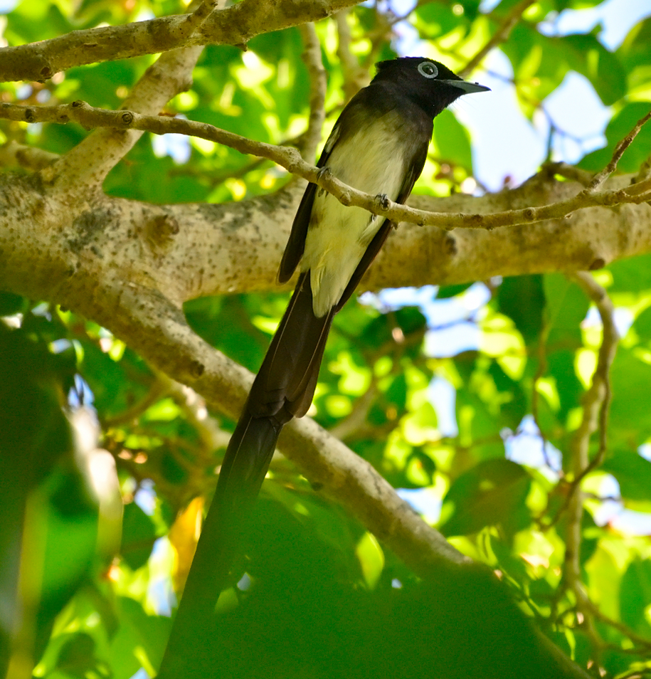 Black Paradise-Flycatcher - ML633265974