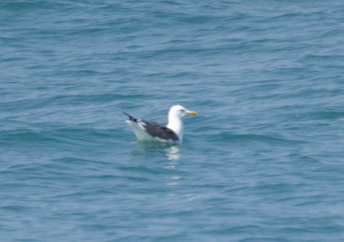 Lesser Black-backed Gull - ML633266128