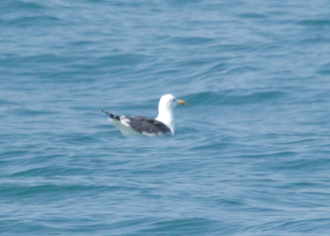 Lesser Black-backed Gull - ML633266129