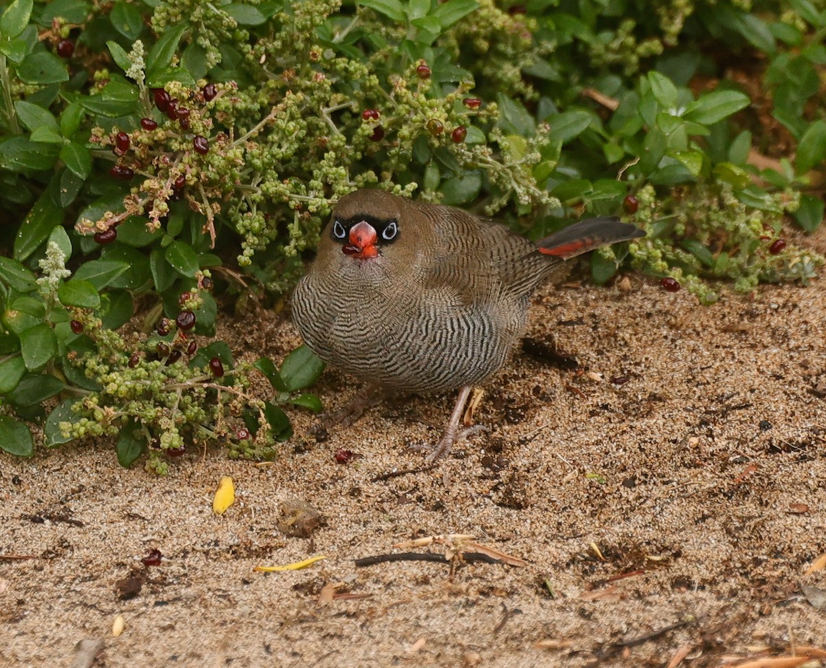 Beautiful Firetail - ML633266314