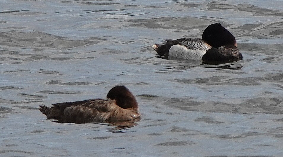 Lesser Scaup - ML633266321