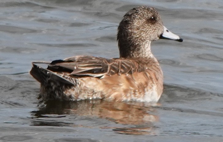 Lesser Scaup - ML633266322