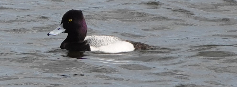 Lesser Scaup - ML633266323