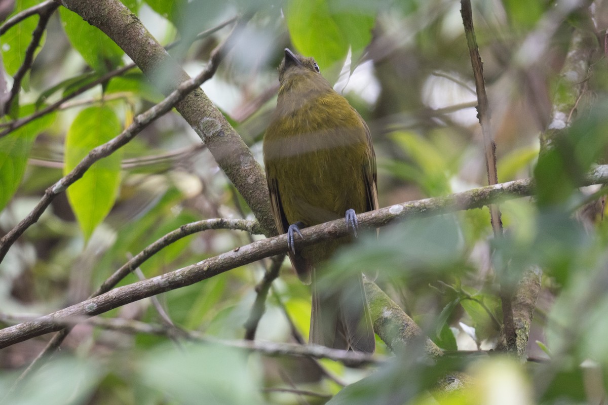 Olivaceous Piha - ML633266484