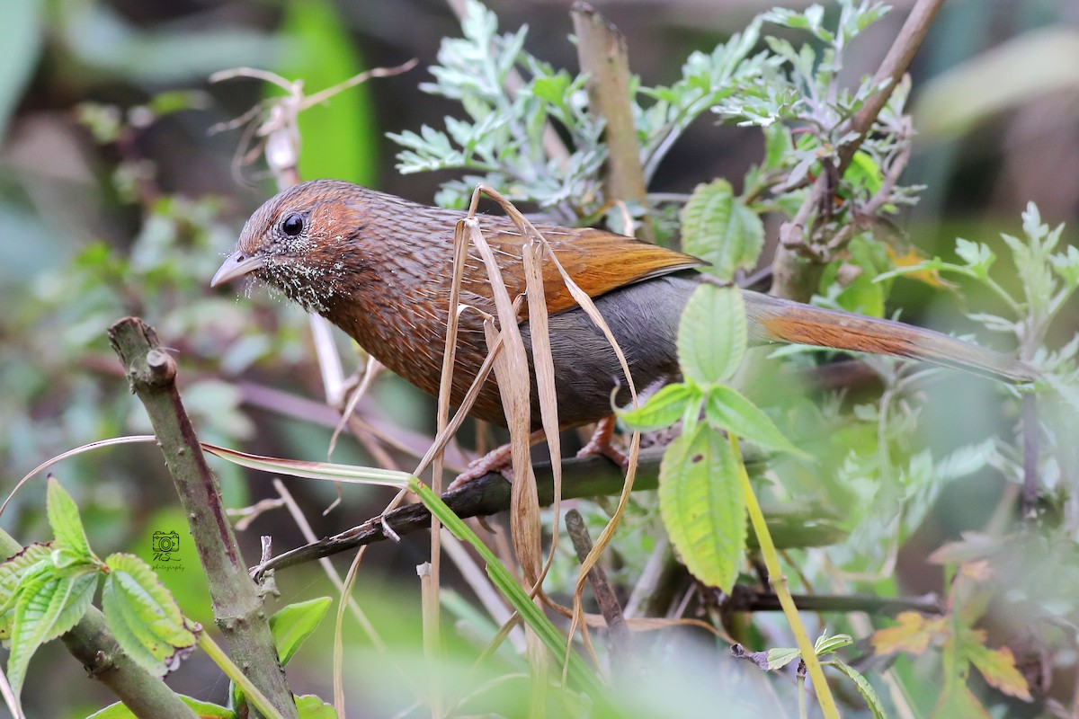 Streaked Laughingthrush - ML633266564