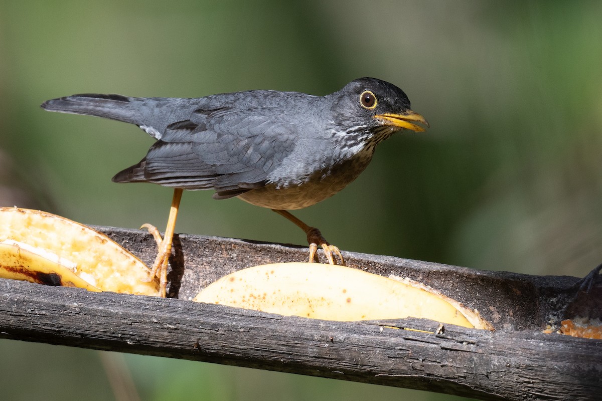 Andean Slaty Thrush - ML633266650