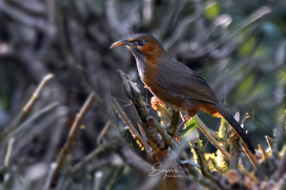 Rusty-cheeked Scimitar-Babbler - ML633266729