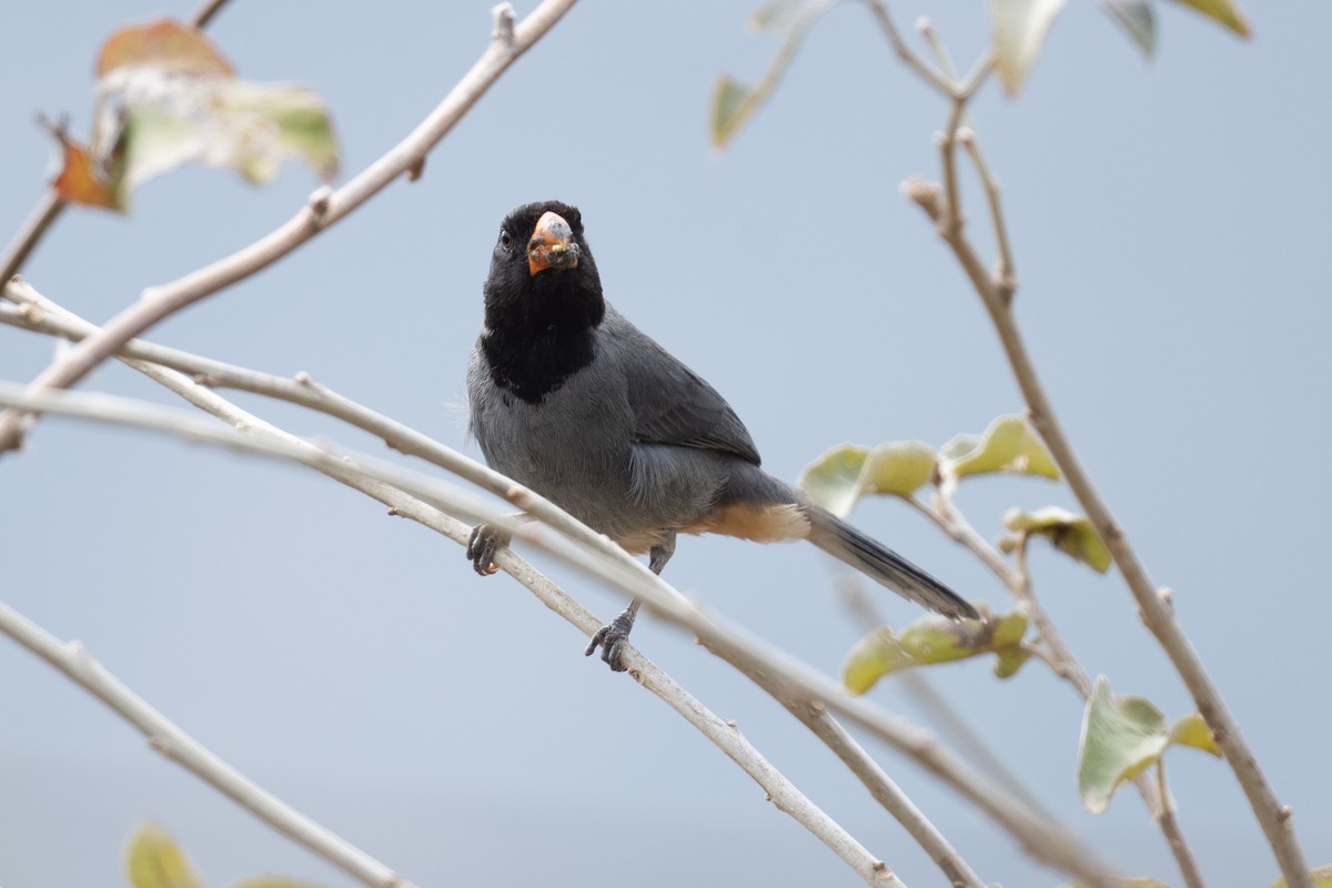 Black-cowled Saltator - ML633266738
