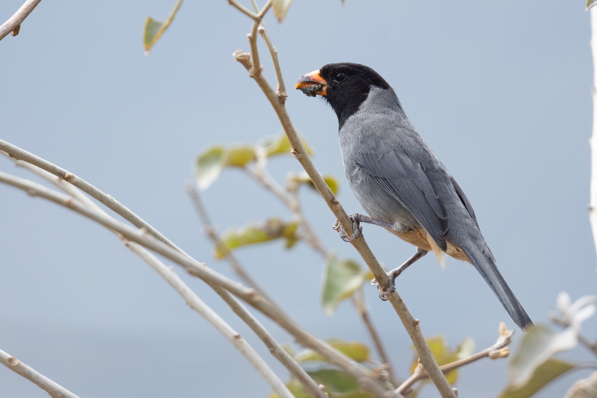 Black-cowled Saltator - ML633266739
