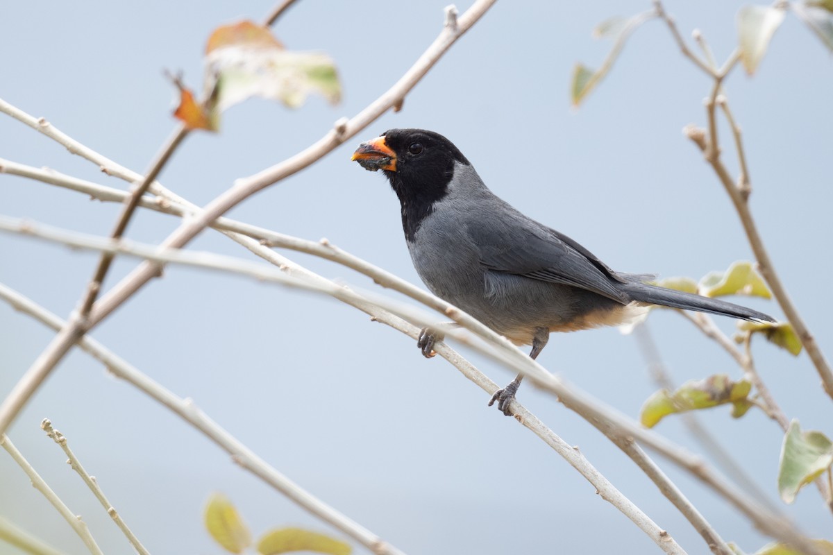 Black-cowled Saltator - ML633266740
