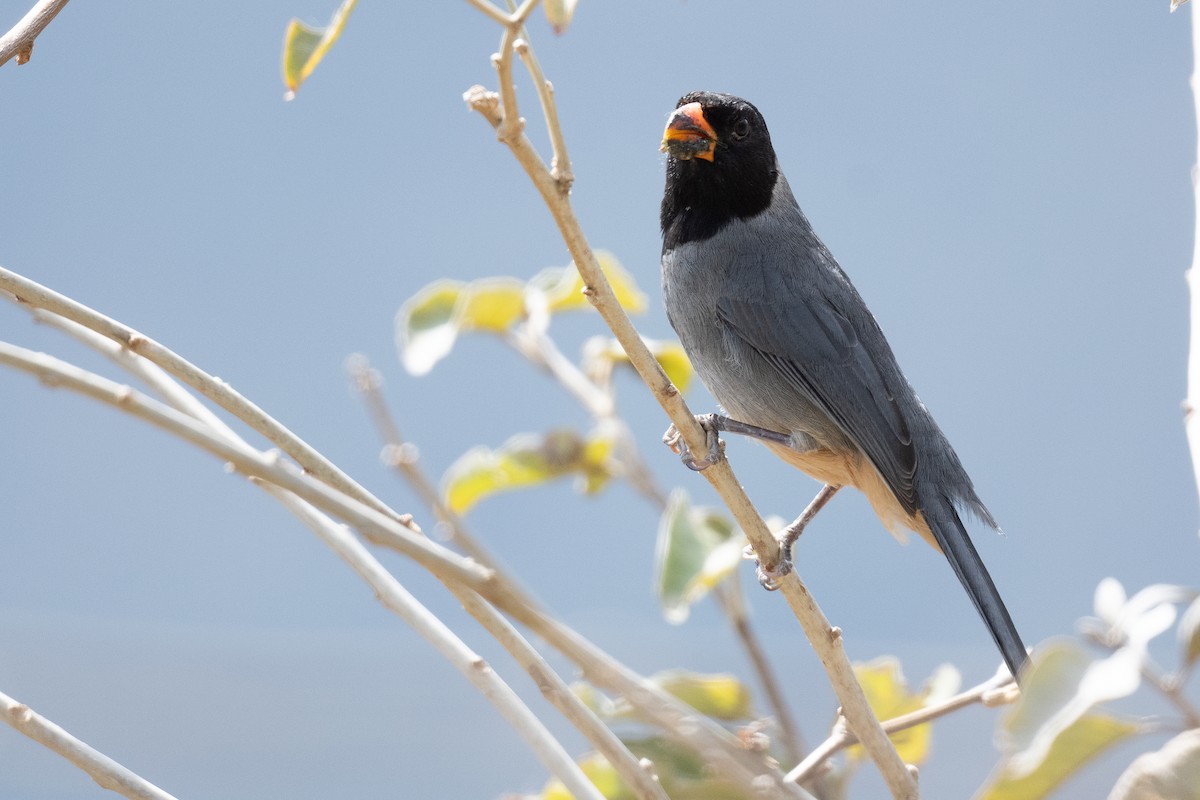 Black-cowled Saltator - ML633266742
