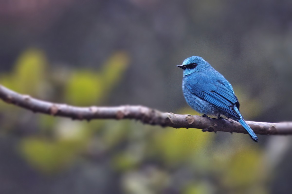 Verditer Flycatcher - ML633266743