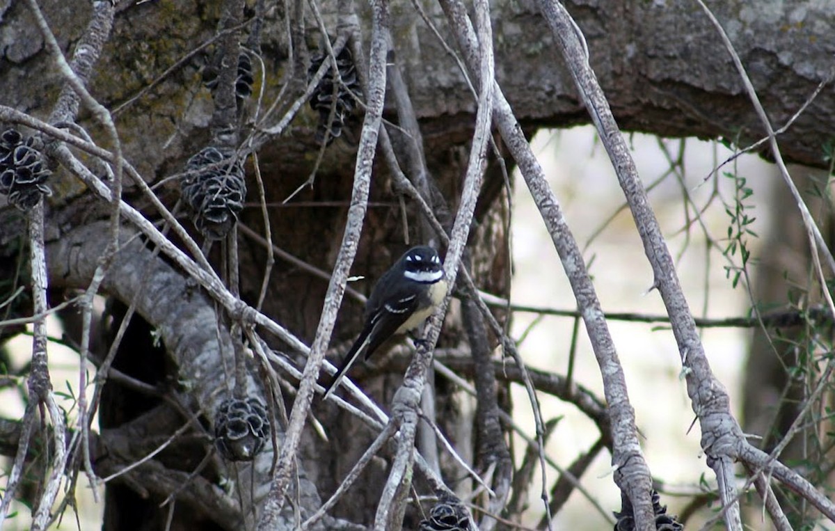 Gray Fantail - ML633266817