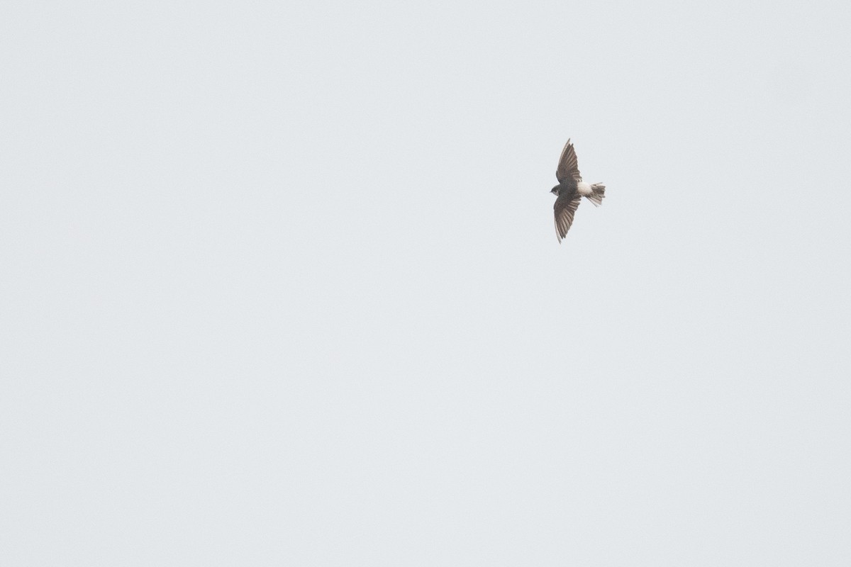 Tumbes Swallow - ML633266862