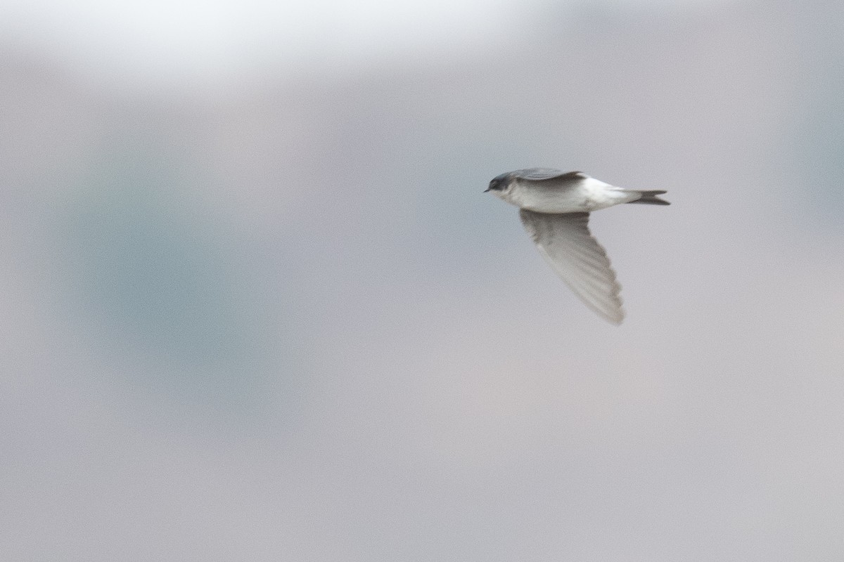 Tumbes Swallow - ML633266866