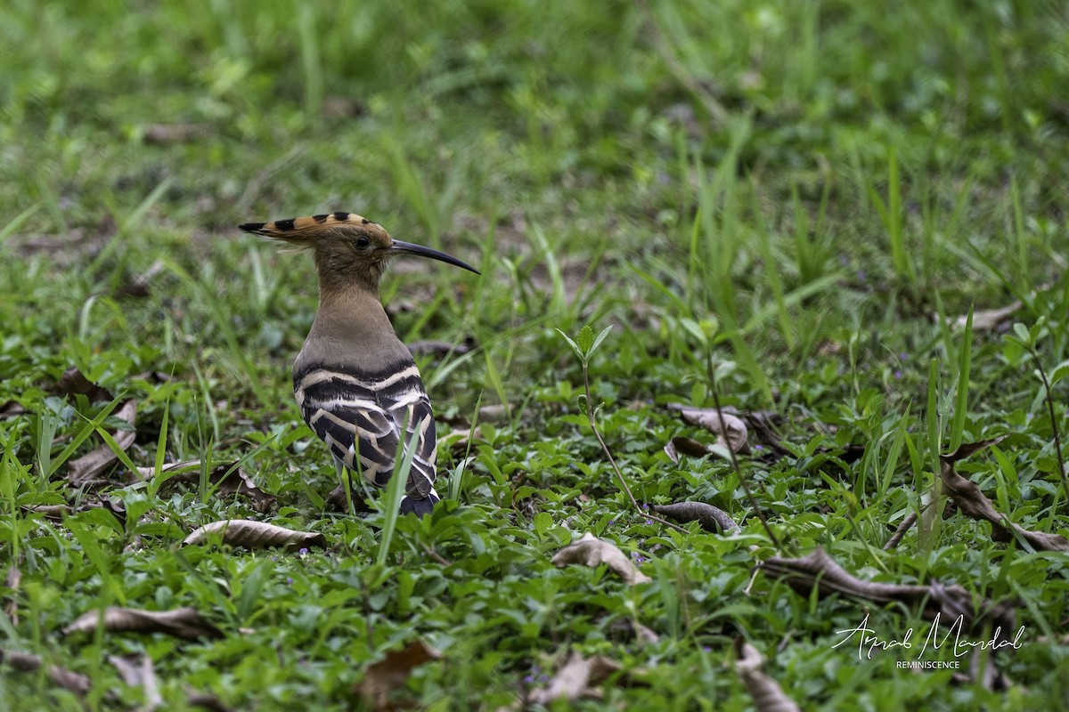 Eurasian Hoopoe - ML633267019