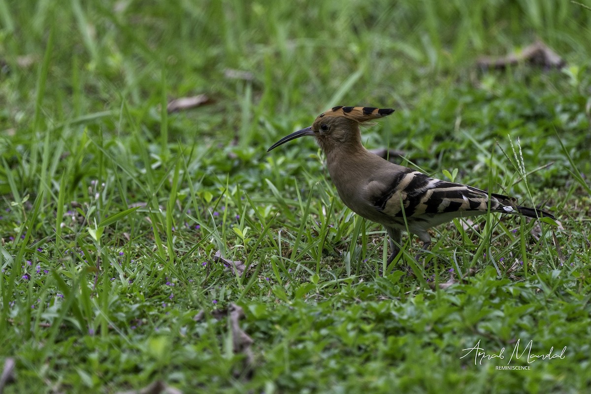 Eurasian Hoopoe - ML633267020