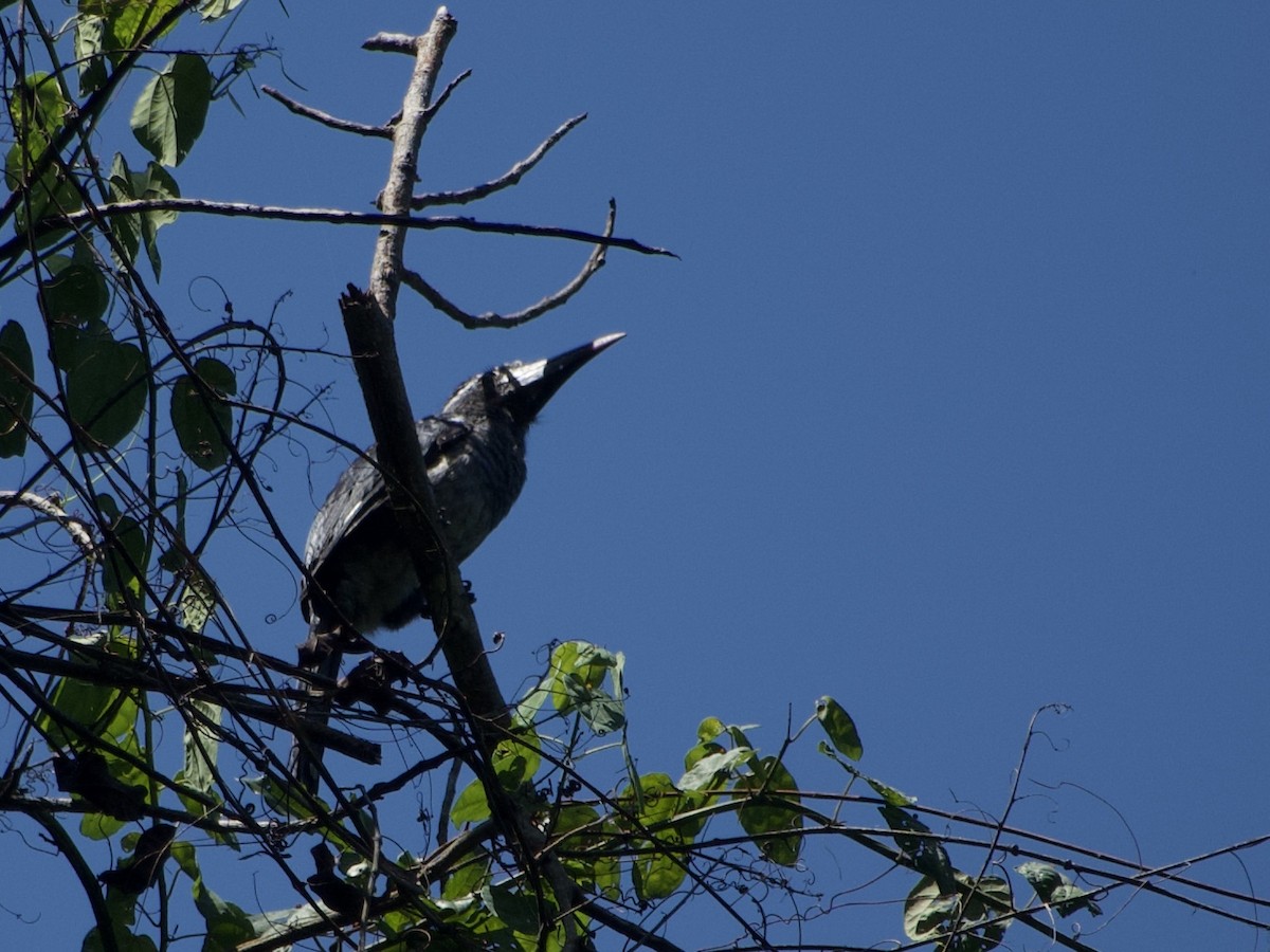 Western Dwarf Hornbill - ML633267102