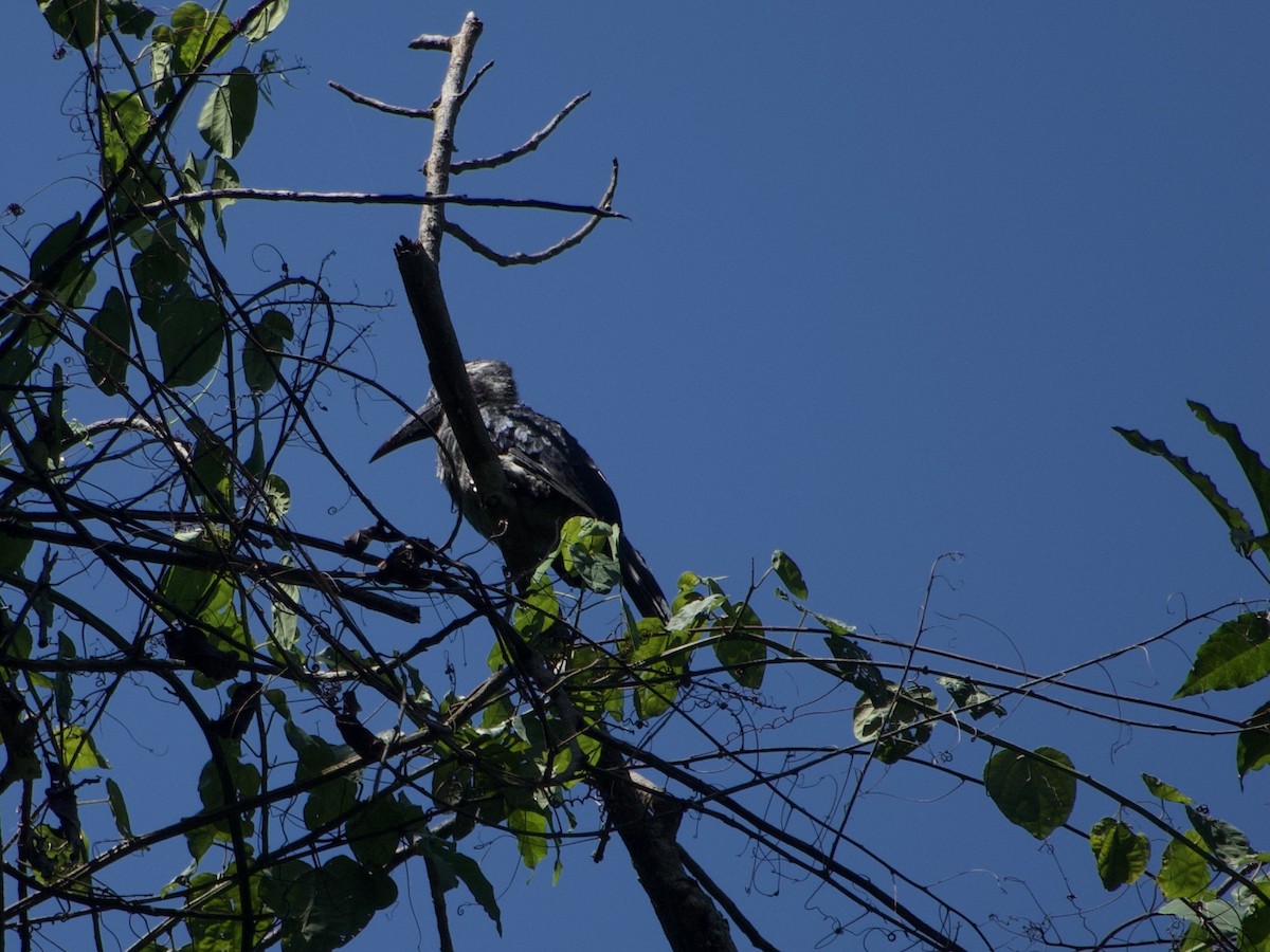 Western Dwarf Hornbill - ML633267104