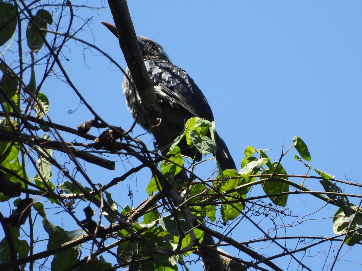 Western Dwarf Hornbill - ML633267116